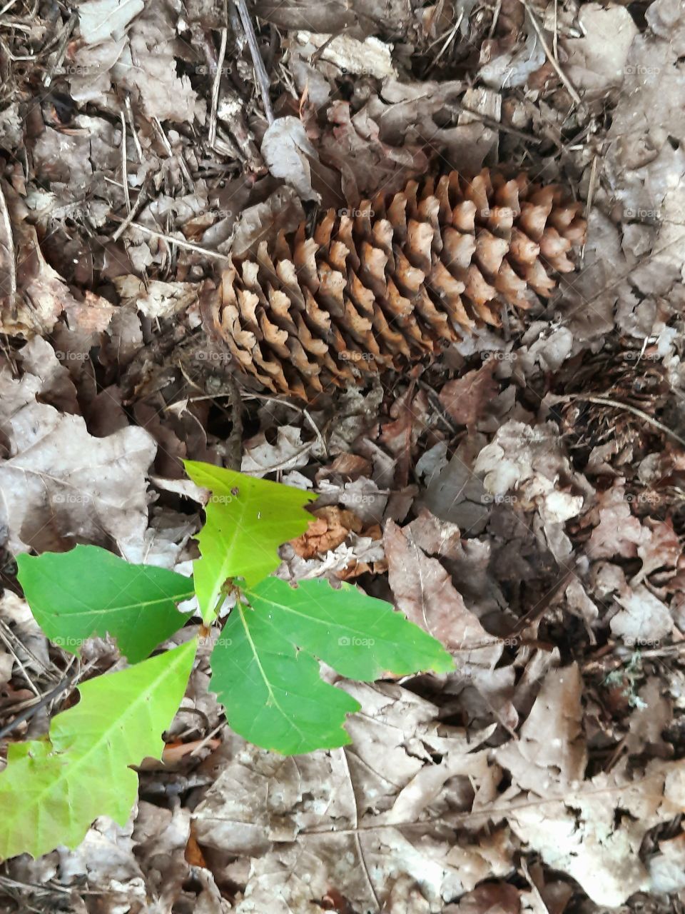 at the floor of the forest