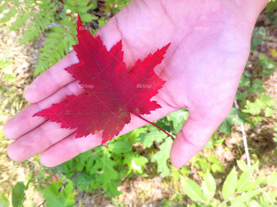 red leaf fall autumn by serenitykennedy