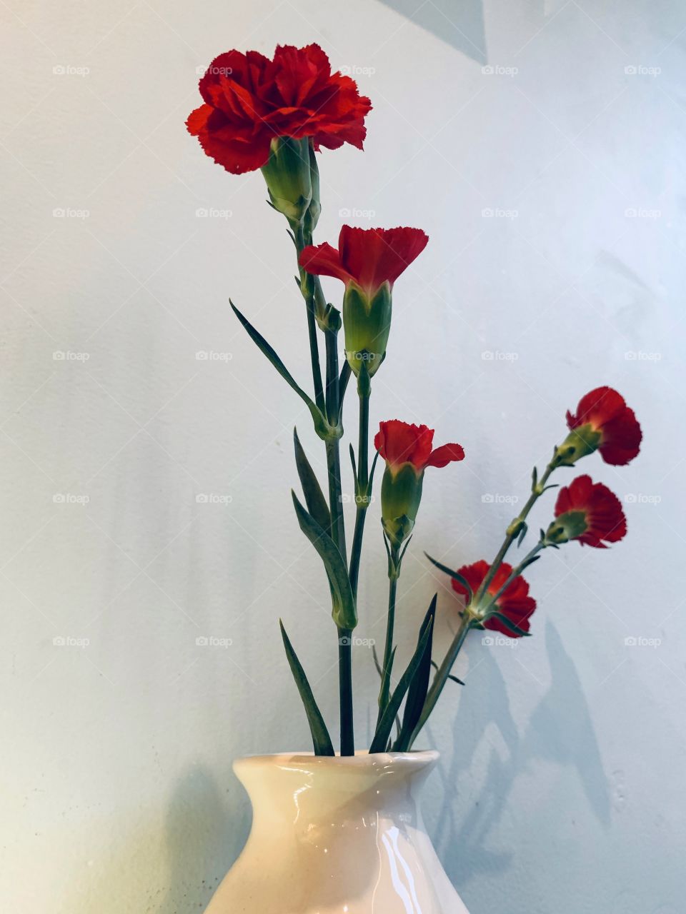 Red carnation with white background.