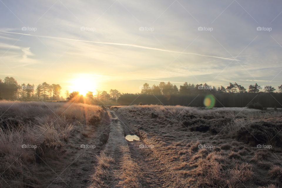 Dirt road in the moorland. This is a nice dirt road during winter. its golden hour and the picture is taken in the kalmthoutse heide, Belgium.