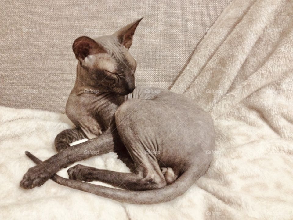 Grey sphynx kitten
