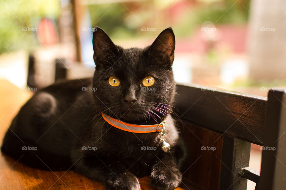 Cutest black cat