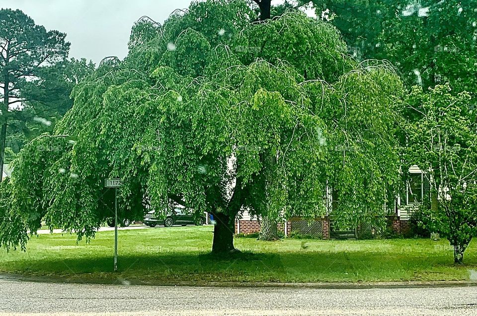 Mystical tree