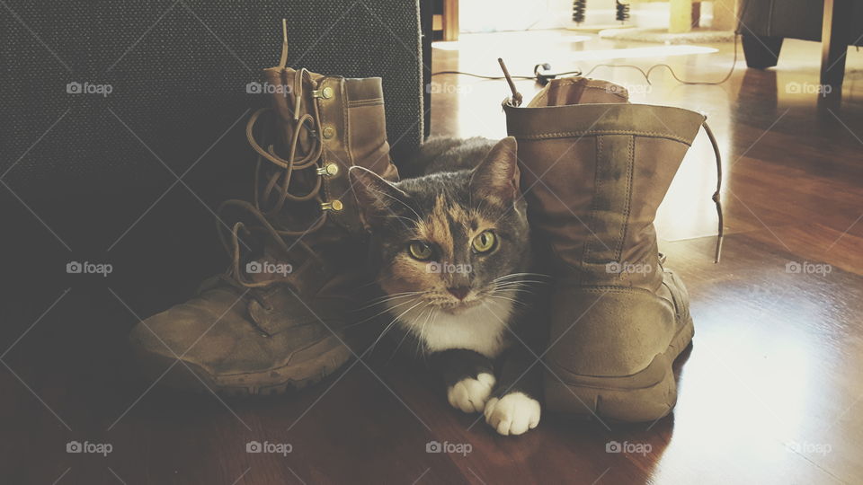 puss & boots