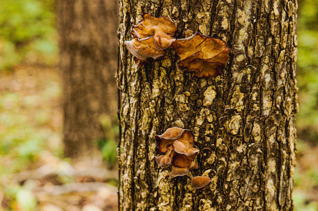 mushroom on tree