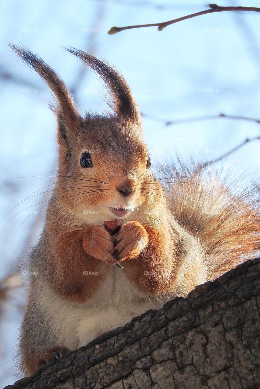 Squirrel holds a nut in its paws