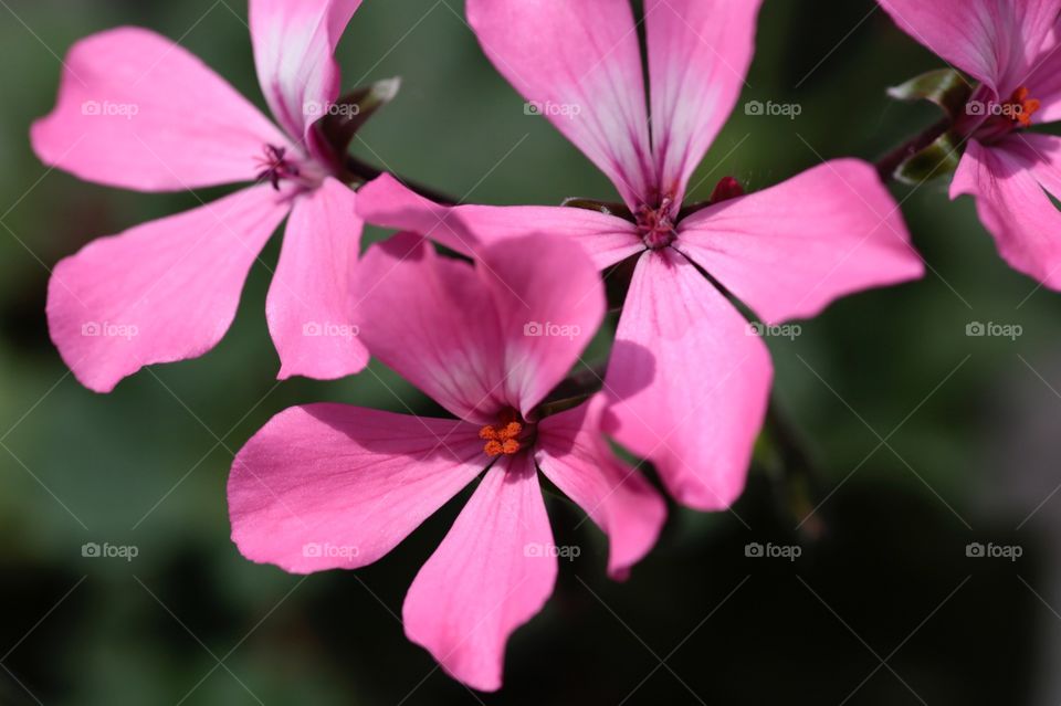 Geranium 