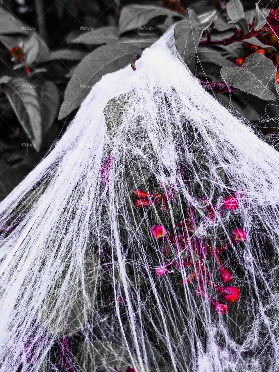 spiderweb covering with little Gothic red flowers peeping out from the webs