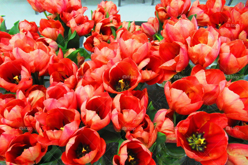 Bunch of tulips