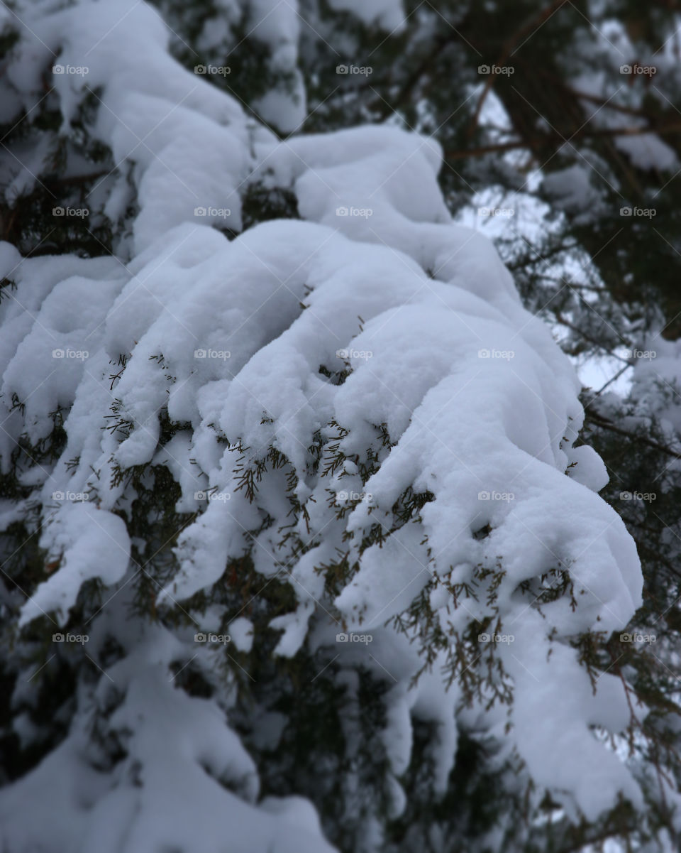 Winter snows on cedar tree branches