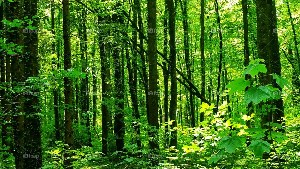 Wald