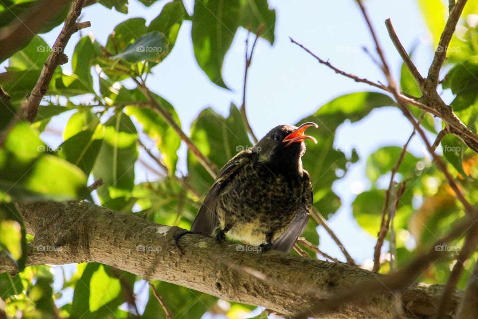 A baby amethyst sunbird calling for is parents