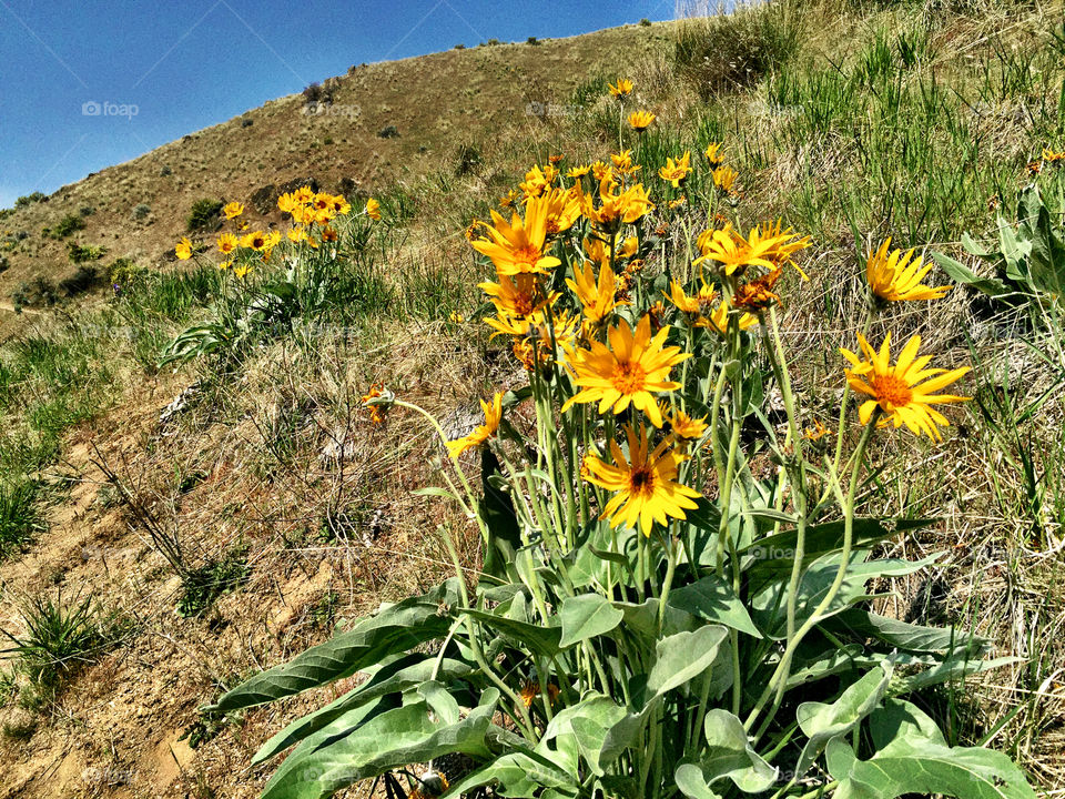 Flowering Balsam