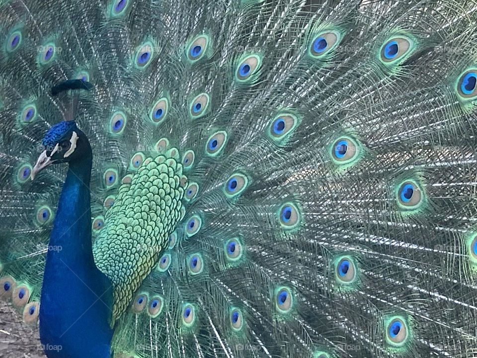 Peacock 