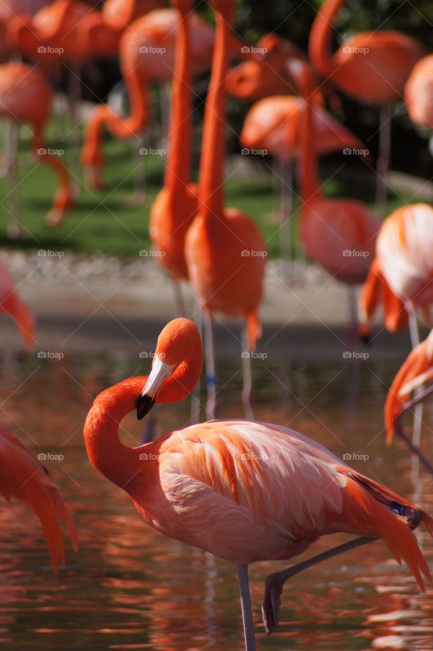 Flamingo