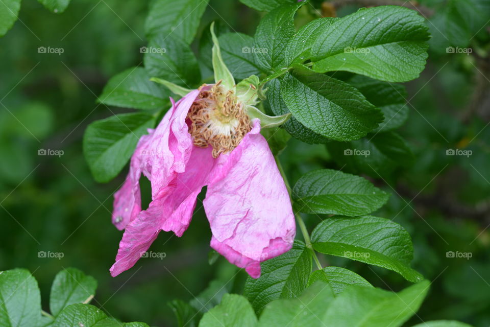 pink flower wild rose green leaves summer background