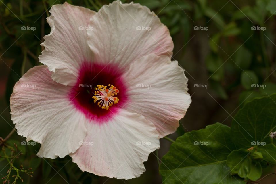 Hibiscus Flower