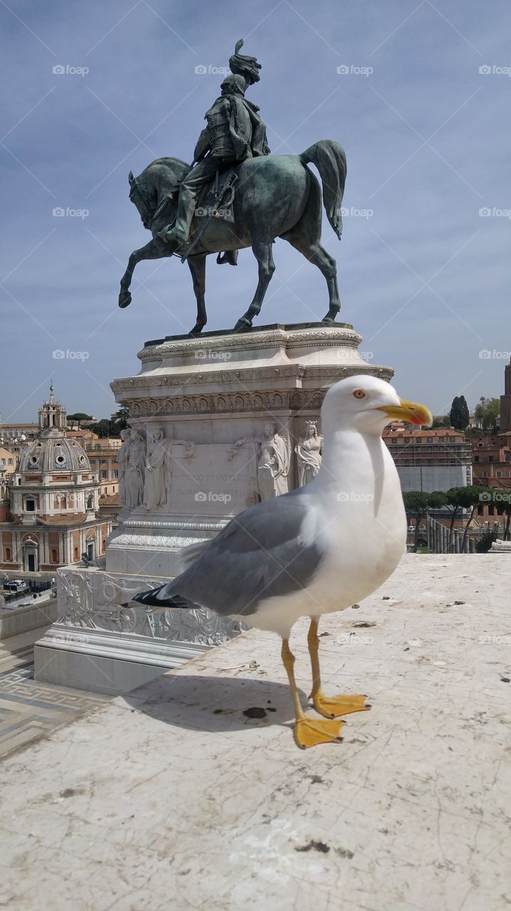 Seagull and statue