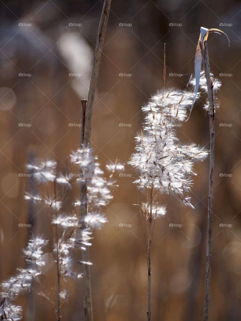 reed fluff in the sun