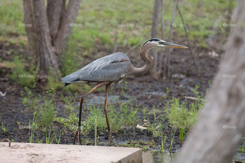 Nature, Bird, Wildlife, Outdoors, No Person