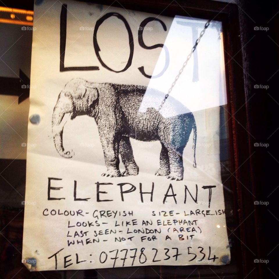 Lost elephant