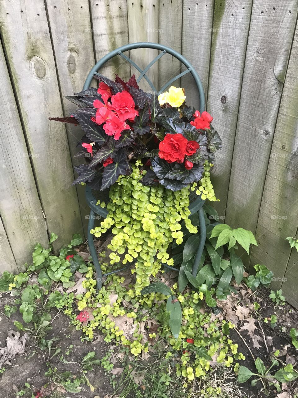 Non stop begonia red and yellow flowers and green creeping Jenny on outdoor chair 