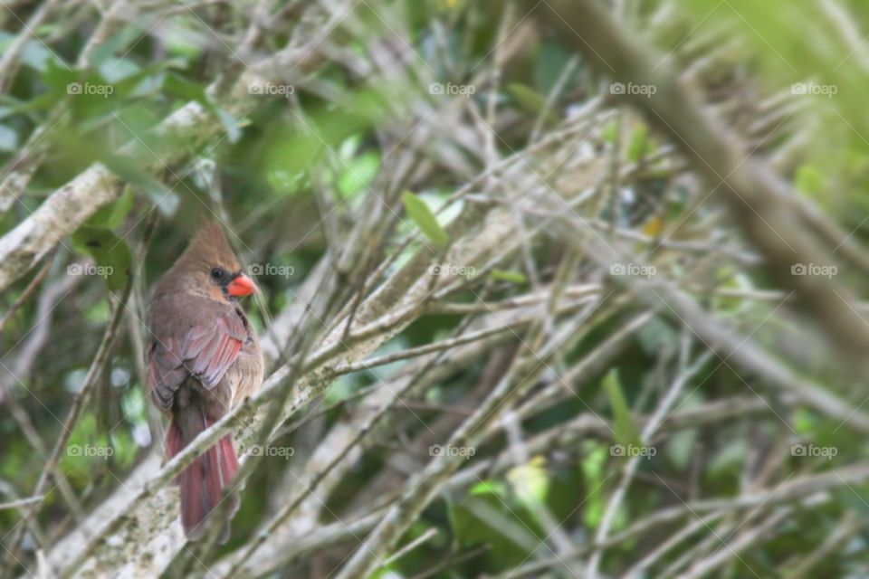 Cardinal