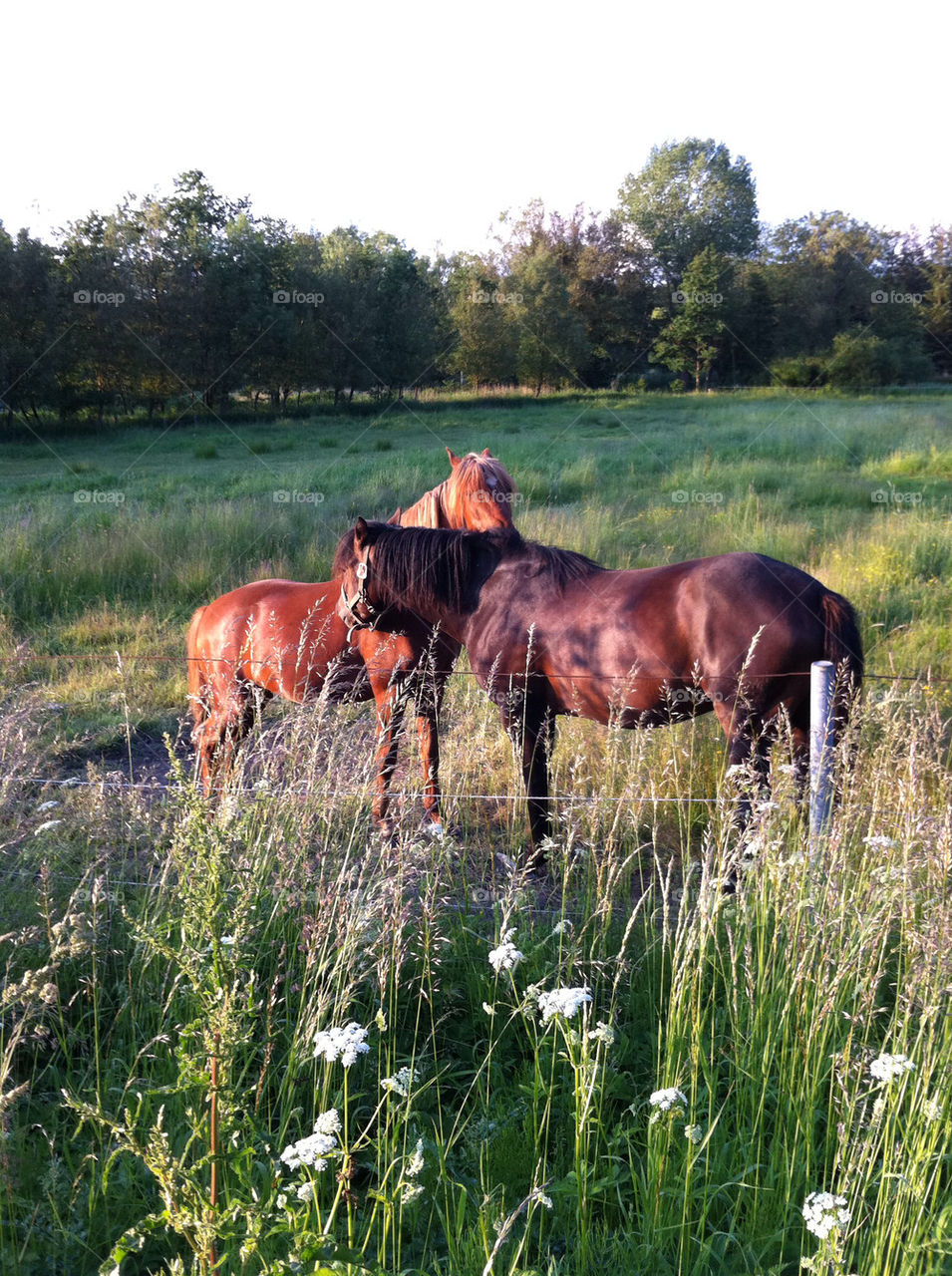 flowers field horses grass by sarama