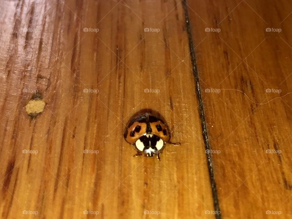 We found a ladybug on our floor 