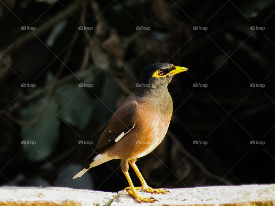 The common myna or Indian myna (Acridotheres tristis), sometimes spelled mynah, is a member of the family Sturnidae (starlings and mynas) native to Asia.