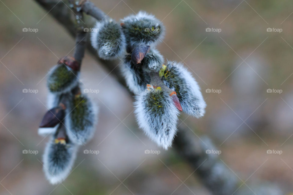 Close-up of bud in springtime