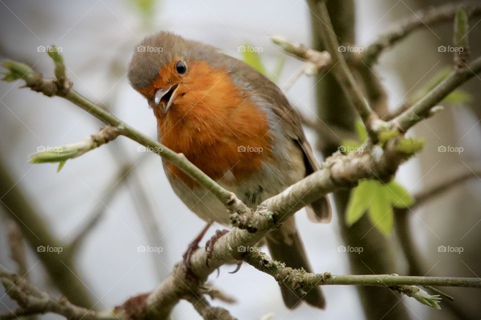 Robin 