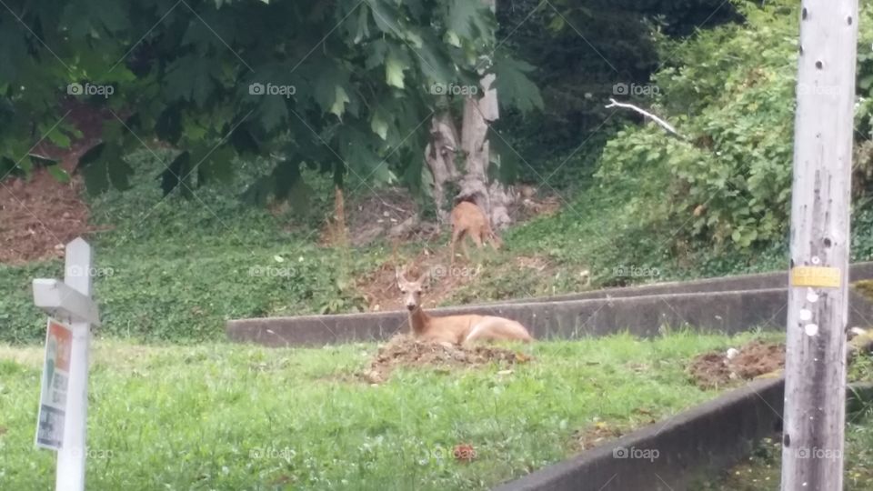 Momma and baby deer.
