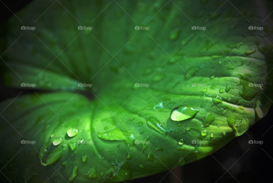 Water drop on leaf