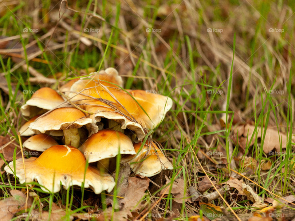 Mushrooms in autumn