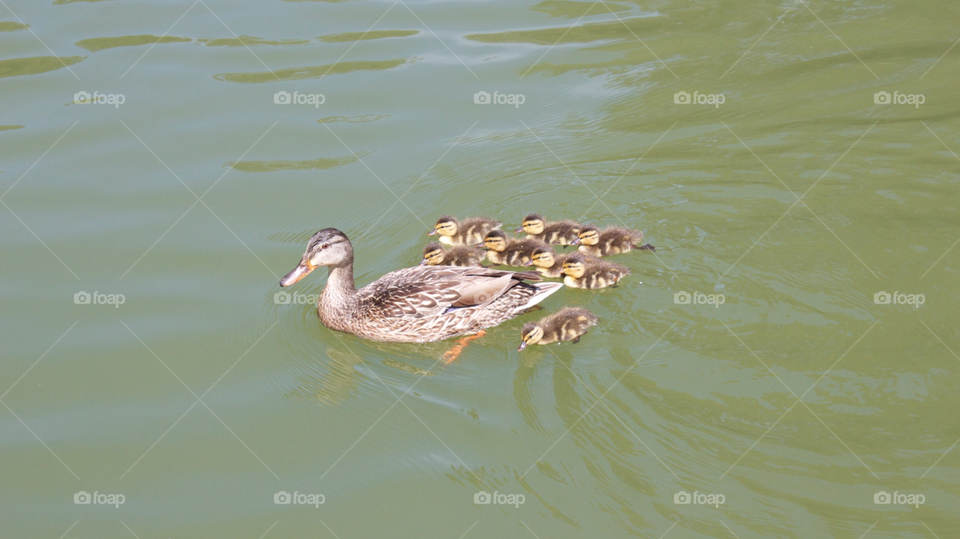 Duck and ducklings