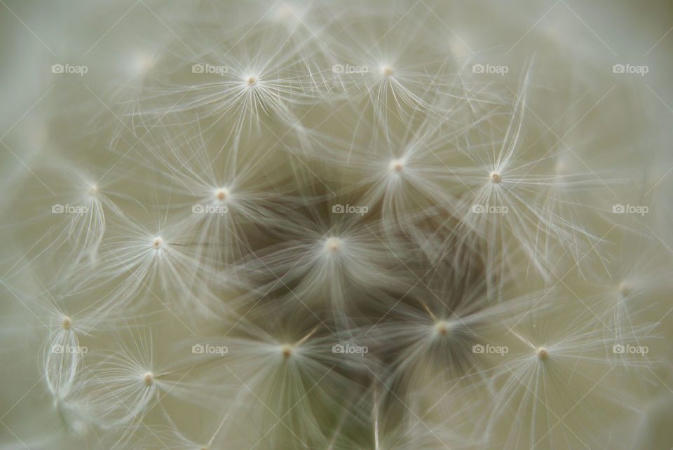 Dandelion fluff 