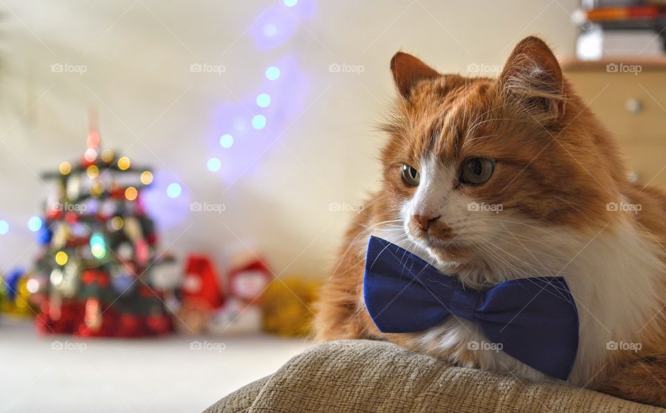 cat pet in the blue bow tie Christmas time home view happy new year