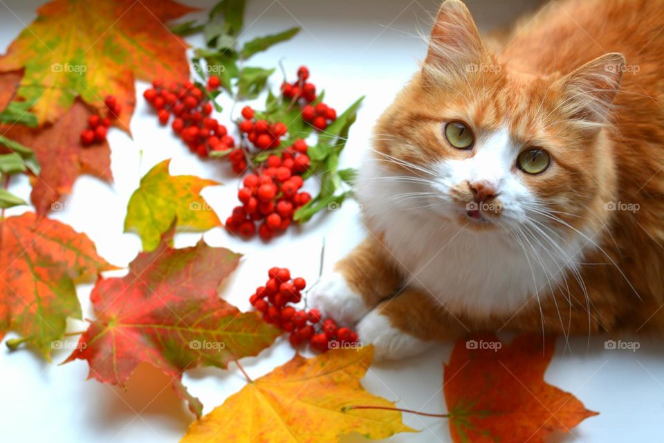 ginger cat with autumn leaves 😍 love colour