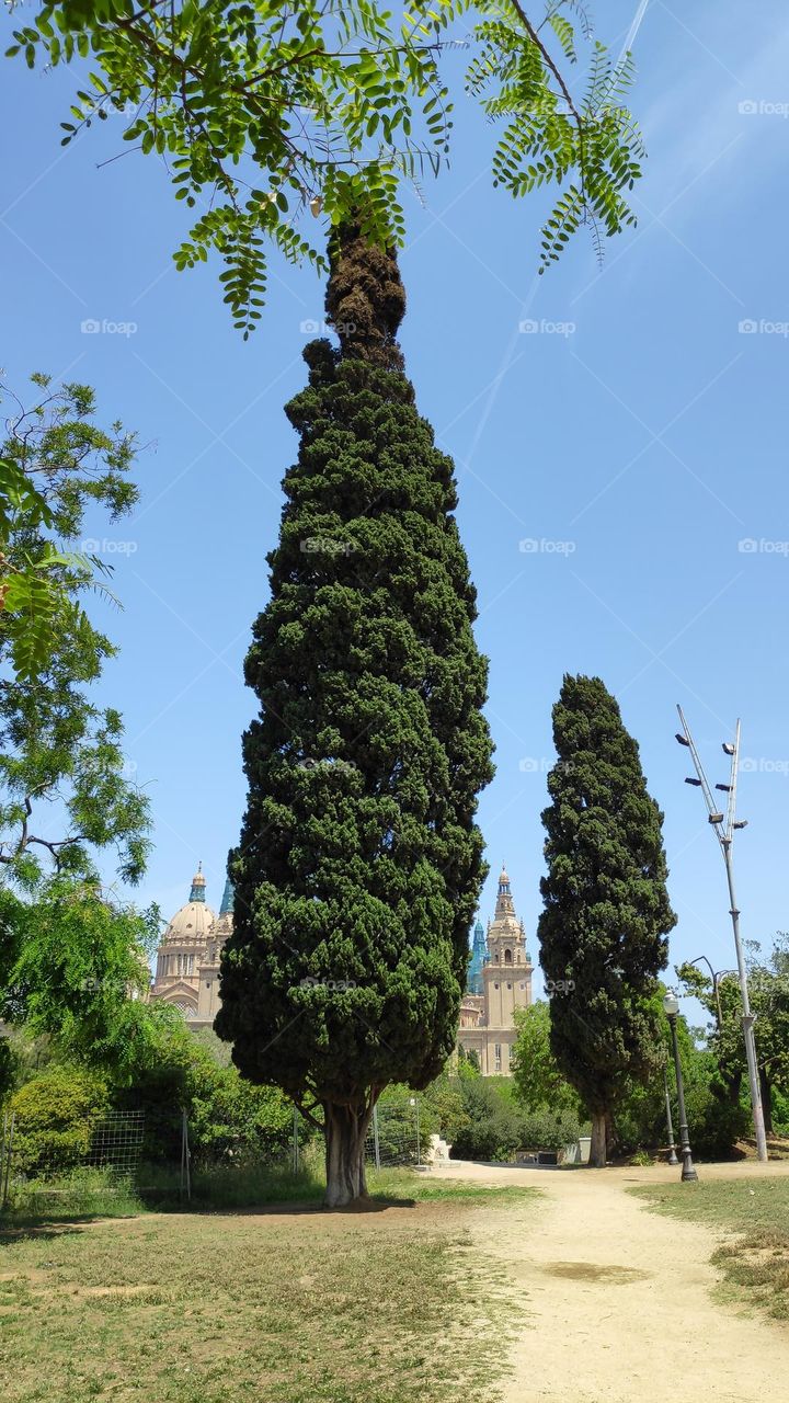 Tree building tree building.