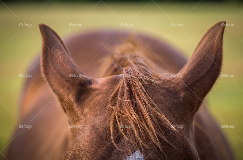 Animal, Mammal, Nature, Portrait, Cavalry