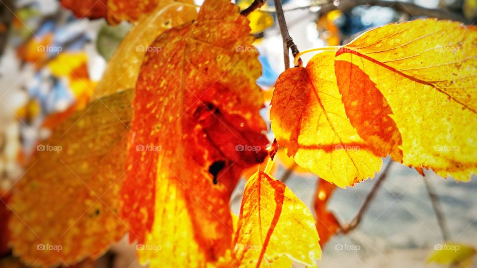 Autumn Fall golden leaf