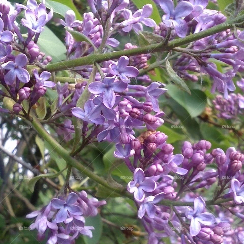 Black lilac