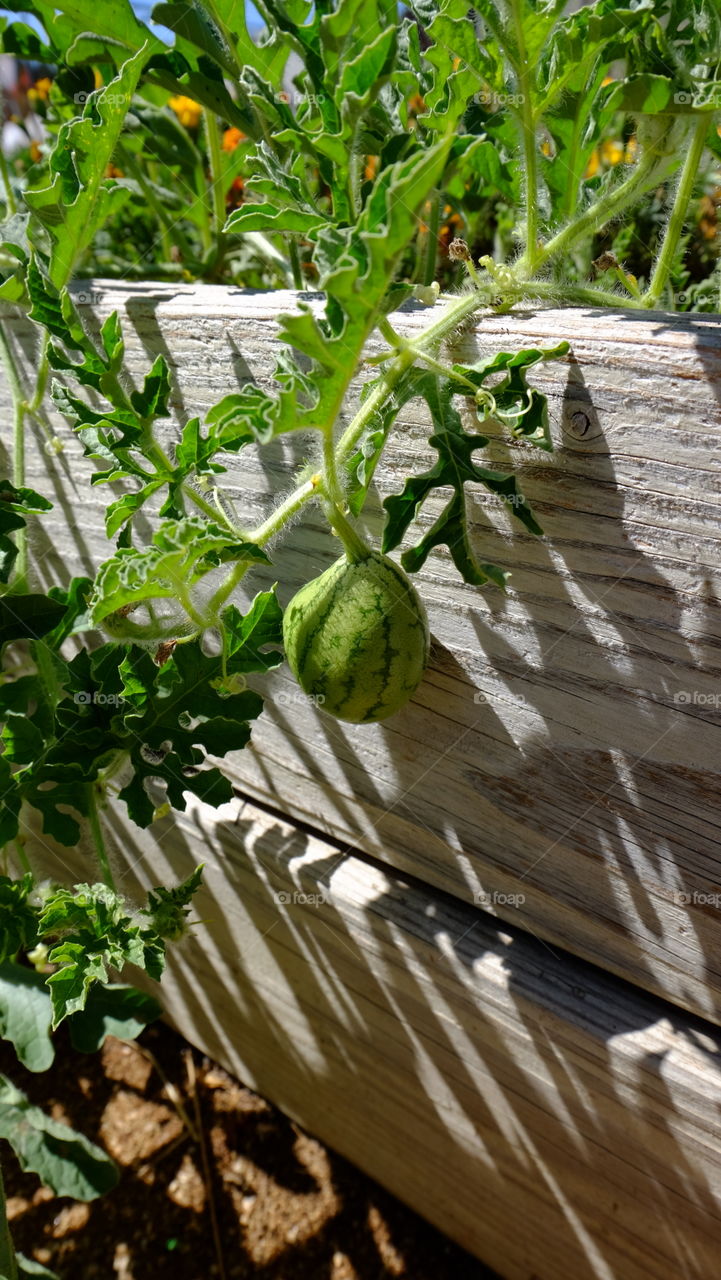 Watermelon creeper