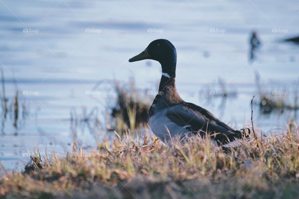 Canadian goose