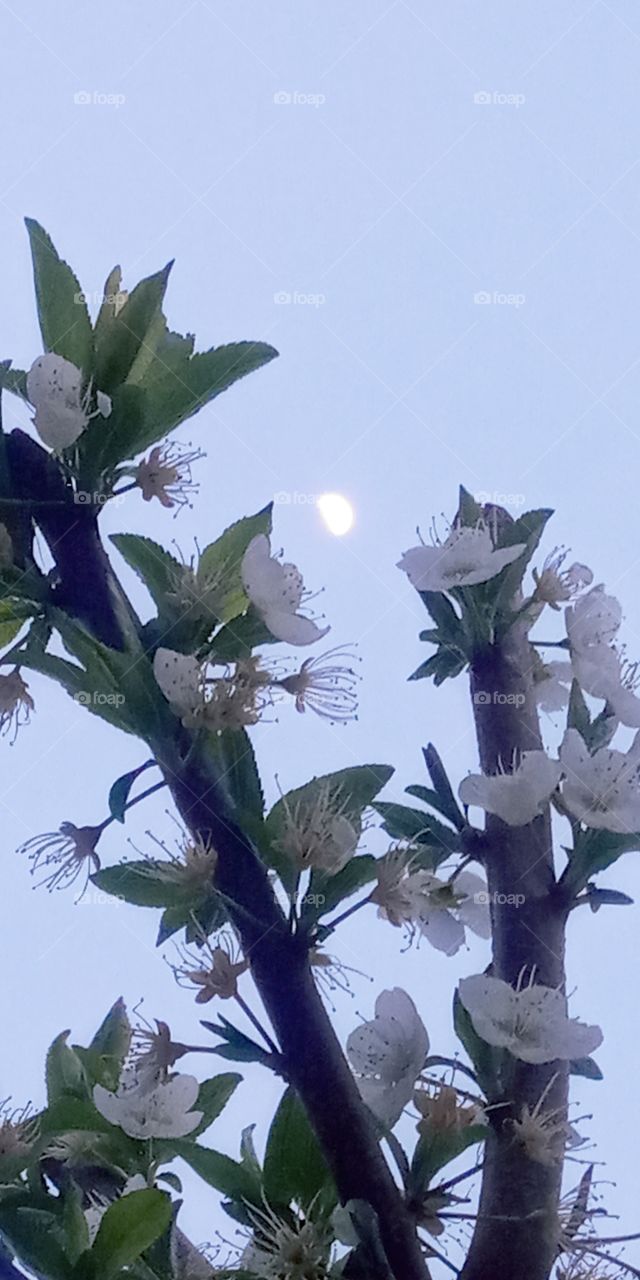 the half moon above the cherry blossom tree