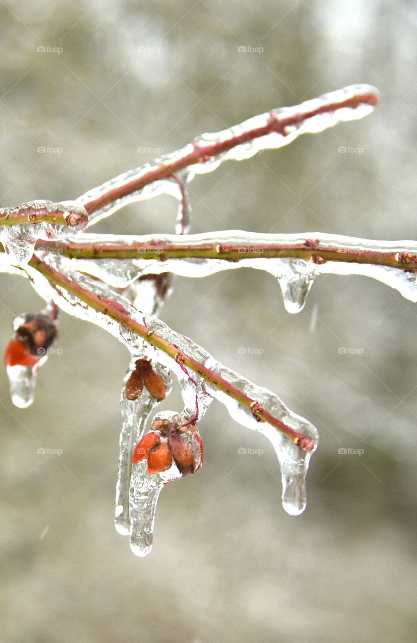 Ice storm encases everything outdoors including the branches and seed pods on this bush