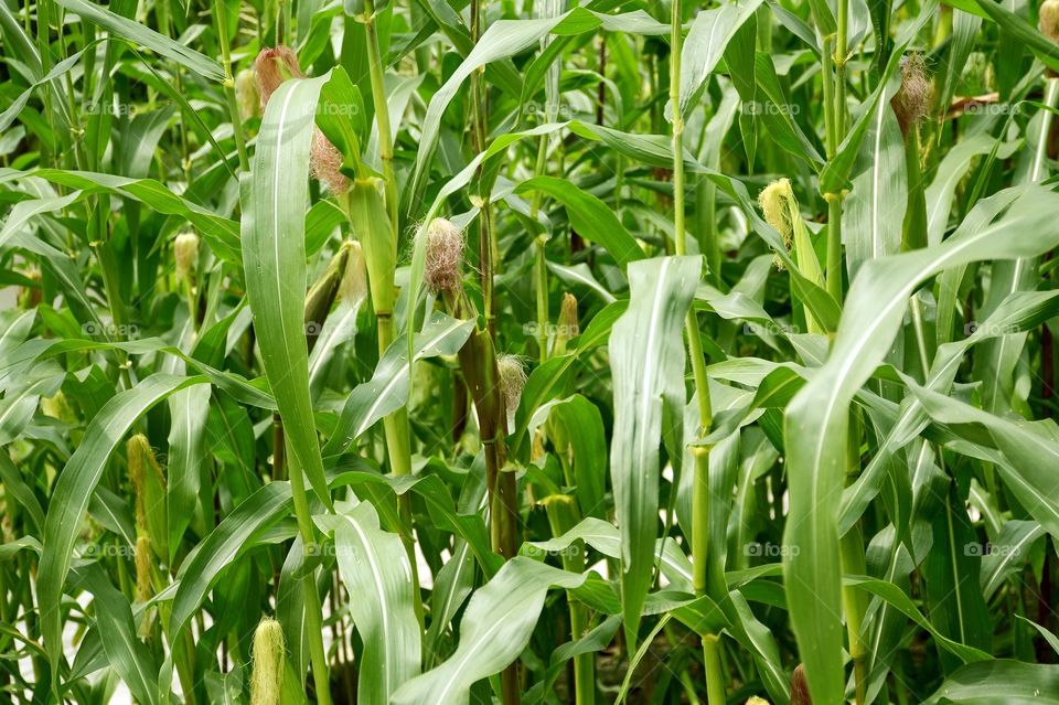 Corn tree in nature garden