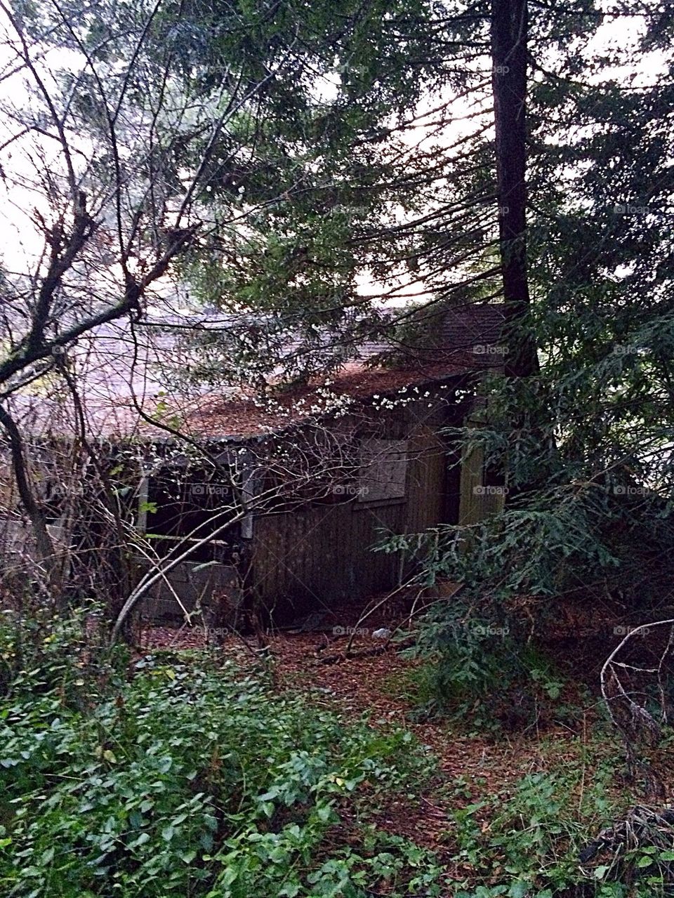 Old Shack