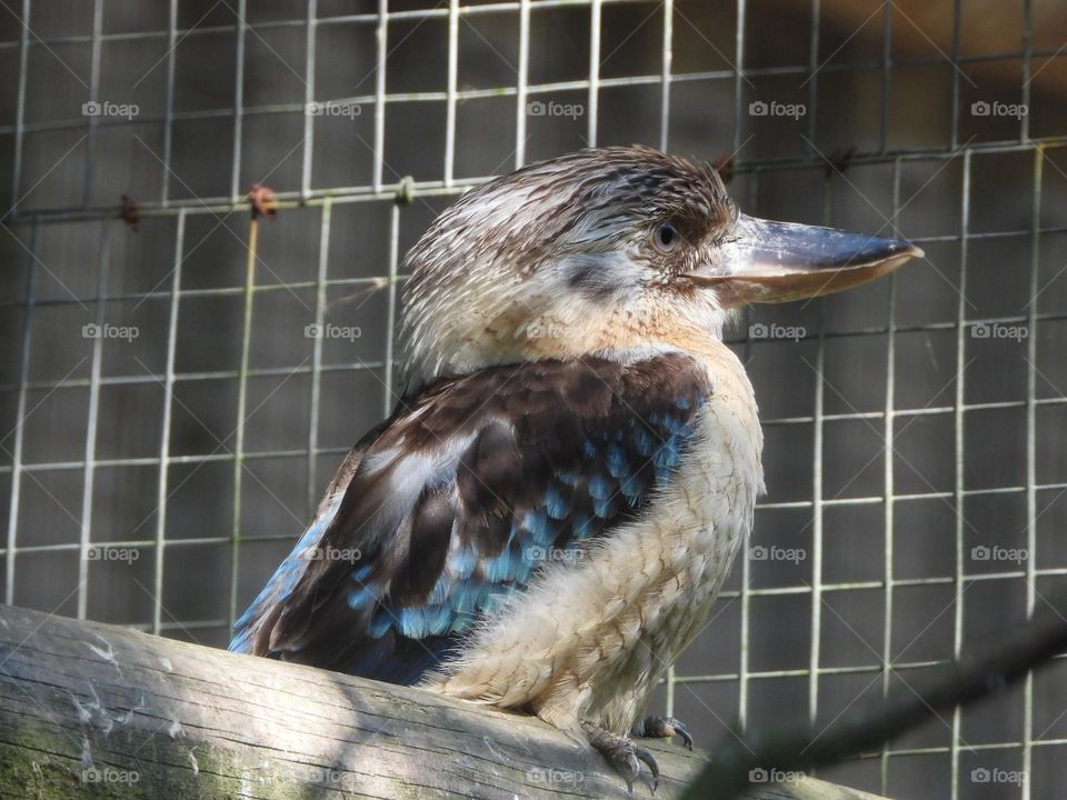 A close up of a bird